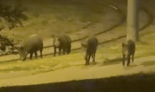 VIDEO Divlje svinje ponovno &scaron;etaju po zagreba&ccaron;kim cestama