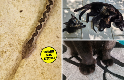 Mačku na Žumberku ugrizao poskok: 'Nije bilo seruma, živa je. I veterinarke su bile u šoku'