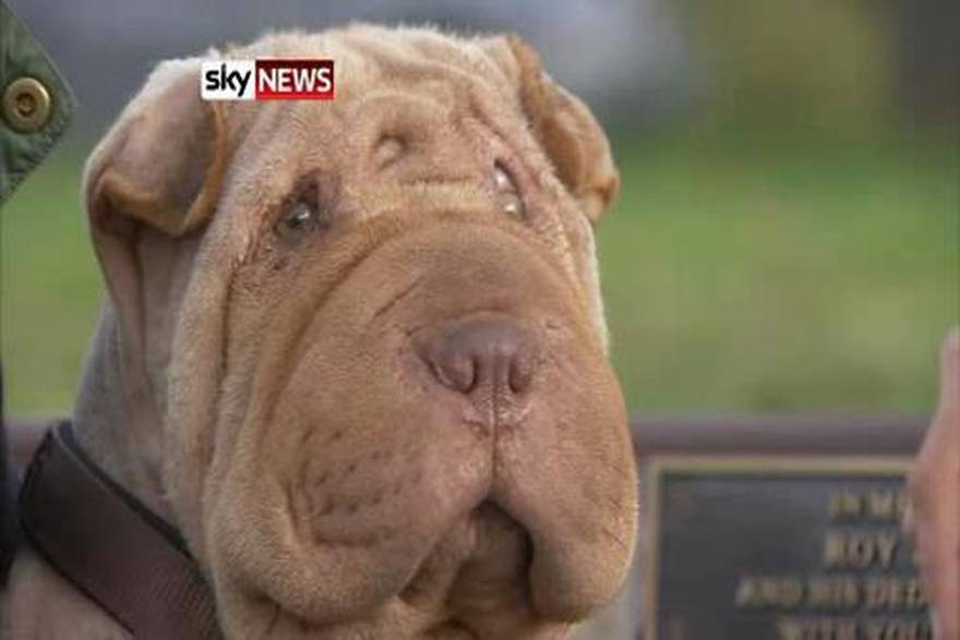 SkyNews