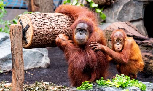 ENDEMSKA VRSTA Poplave u Indoneziji ubile 58 orangutana