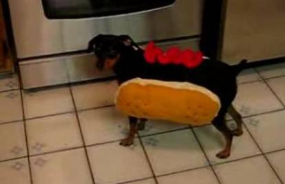 Za Halloween maskirala psa da izgleda kao hot dog 