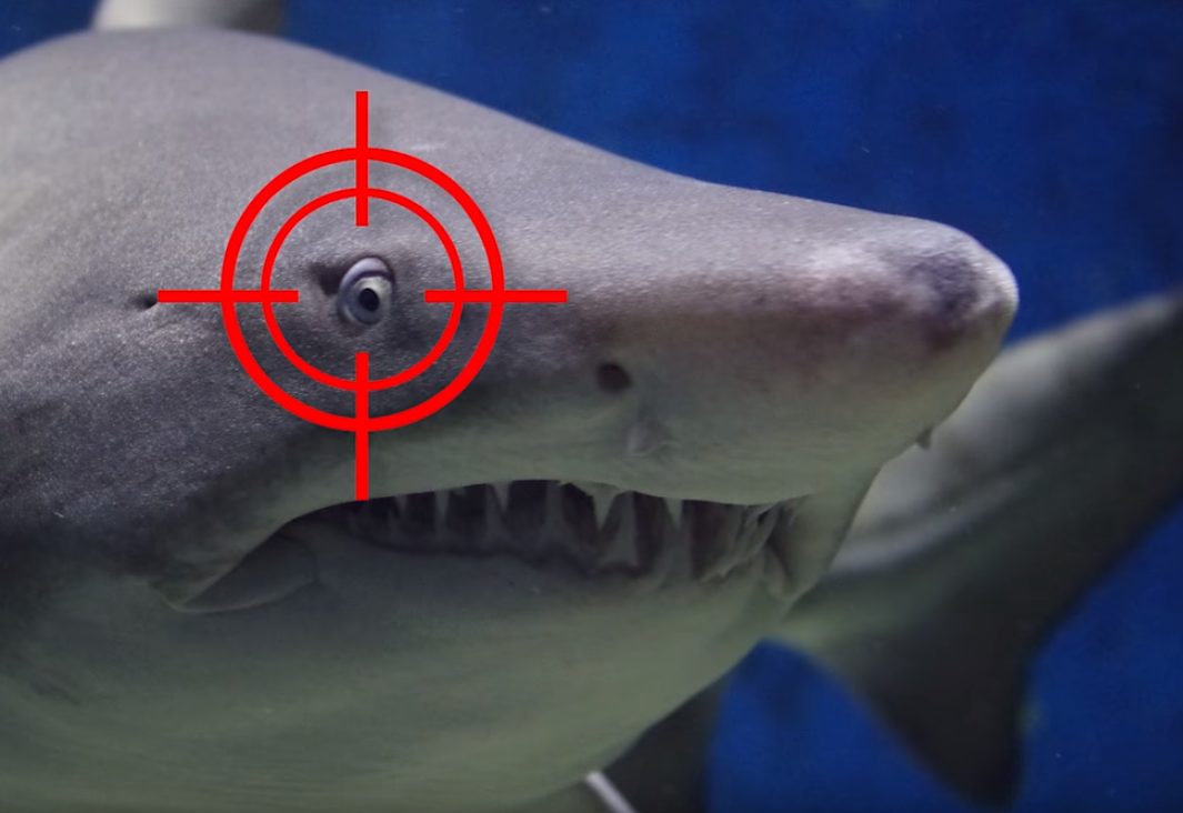 Sve češći u Jadranu: 3 pravila za obranu od morskog psa