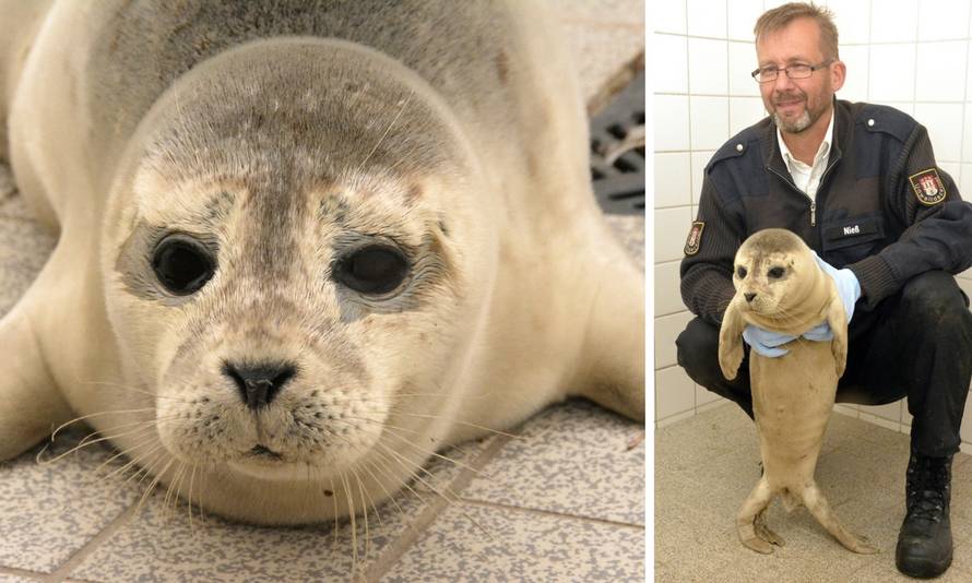 Maleni tuljan 'Stormy': Bio je jači od strašne oluje i spasio se