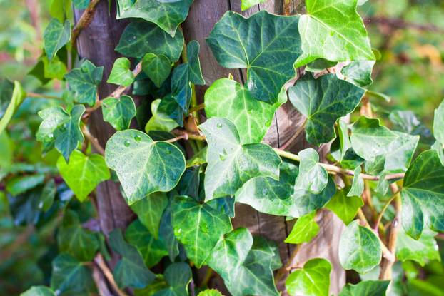 Keltski horoskop: Provjerite koji ste znak i što to otkriva o vama