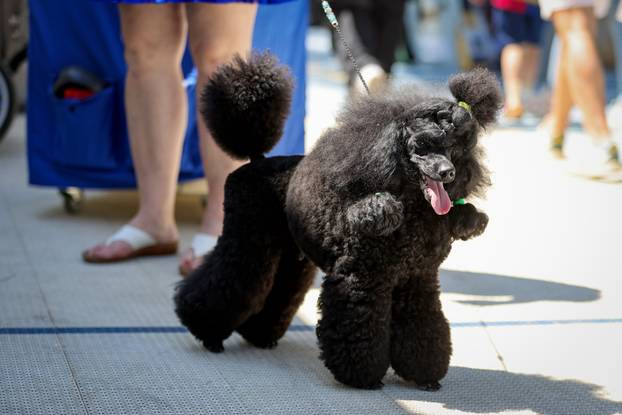 Zaton: Međunarodna izložba pasa pod nazivom CACIB Zadar 2025