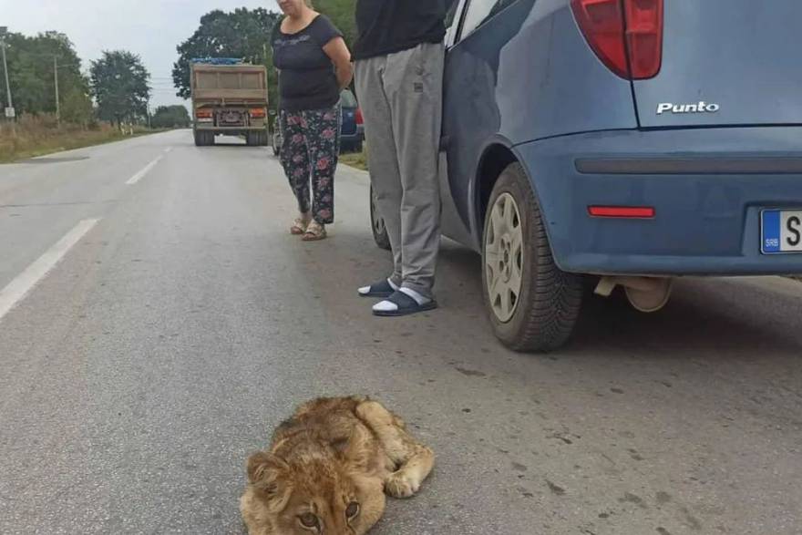 U Srbiji su pronašli mladunče lava: 'Bila je umiljata, iscrpljena i neuhranjena'