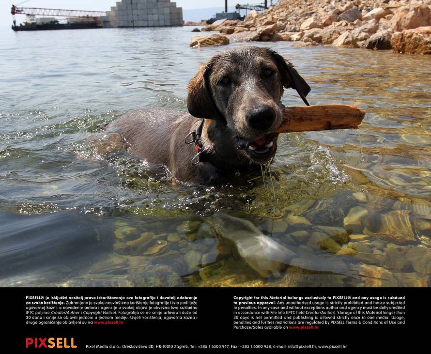 Goran Kovačić / PIXSELL