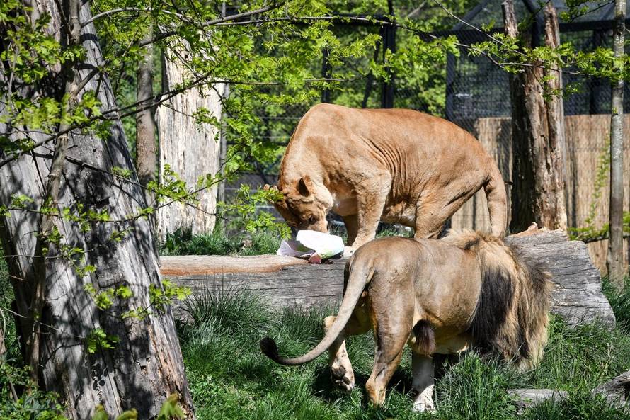 Zagreb: zekanje u zooloÅ¡kom vrtu