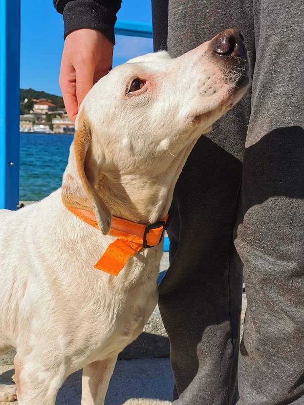 FOTO Ove predivne njuške traže dom: Pružite im priliku za sreću!