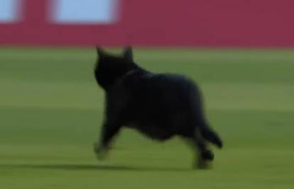 VIDEO Crna mačka na Poljudu!? Nepozvan gost prekinuo derbi