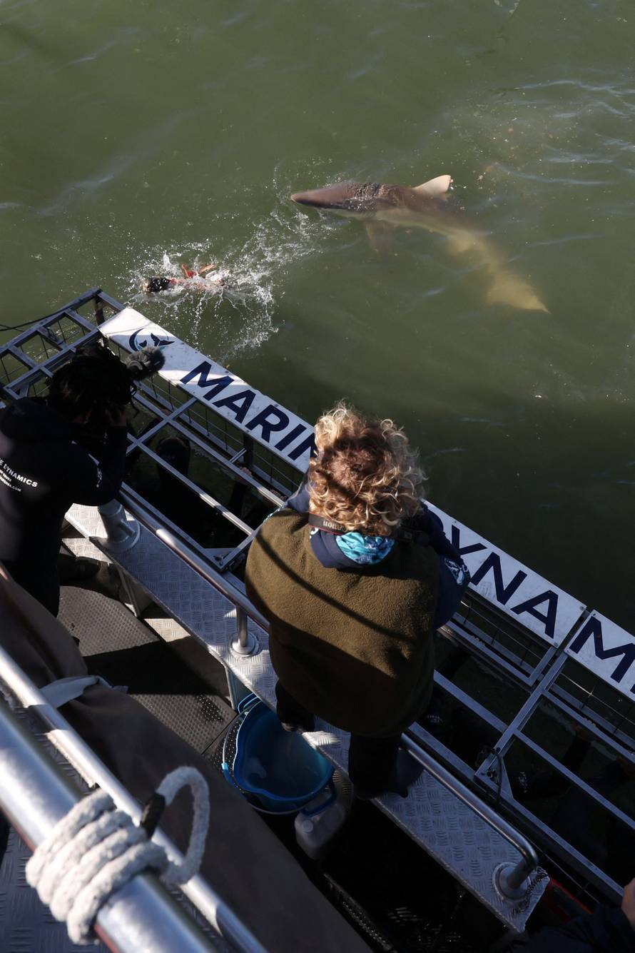 Disappearing great white sharks raise alarm over South Africa’s marine balance