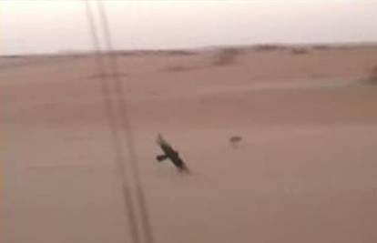 Sokol bezuspješno lovio malenog zeca po pustinji