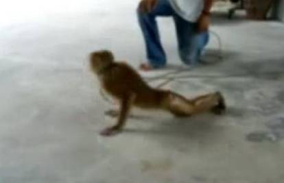 U Tajlandu majmune tjeraju da rade sklekove