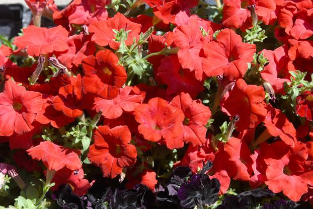 Obilježavanje Dana grada Križevaca uljepšano je cvjetnom manifestacijom "Križevci u cvijeću"