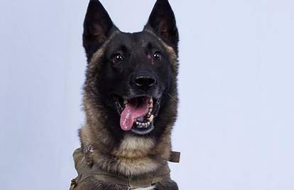 Ovo je Conan, američki vojni pas kojeg je ranio al-Baghdadi