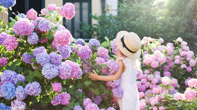 Ljepotica hortenzija: Svi je žele imati na stolu, vrtu ili vjenčanju