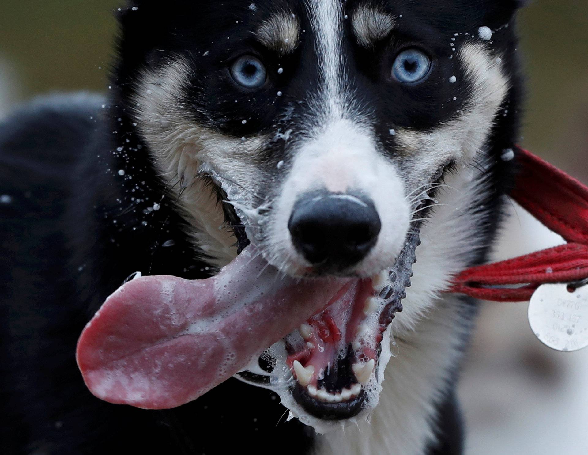 A Husky dog pulls a rig during practice for the Aviemore Sled Dog Rally in Feshiebridge