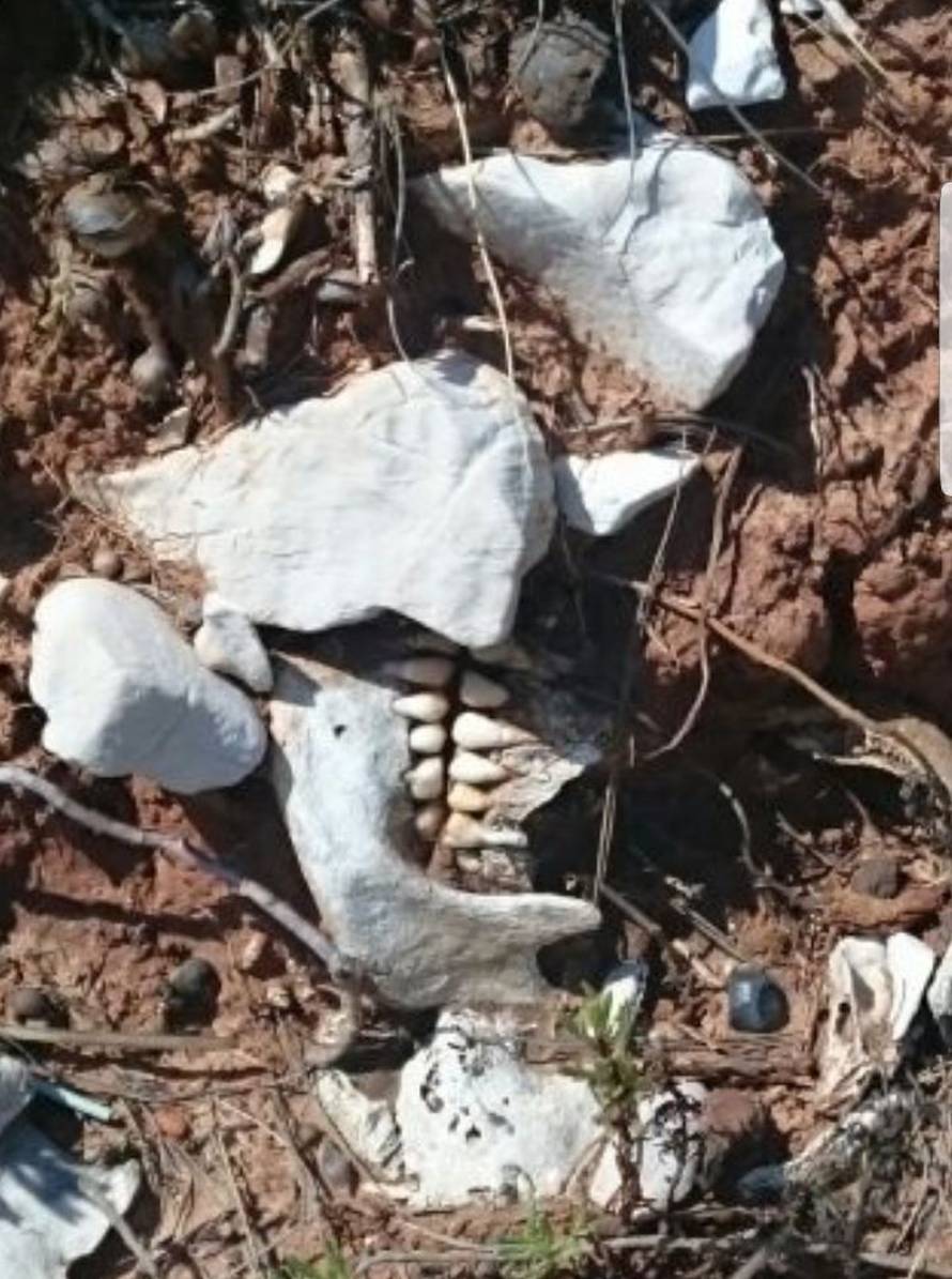 Policija je započela istragu: Na Ugljanu nađena ljudska lubanja