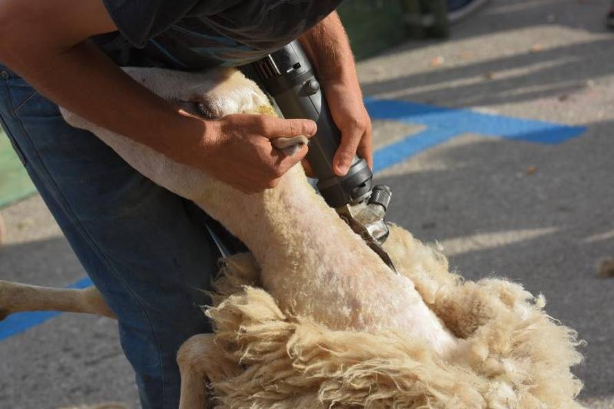 'Bee, ostavi mi bar šiške': Ovce kod najbržih hrvatskih frizera