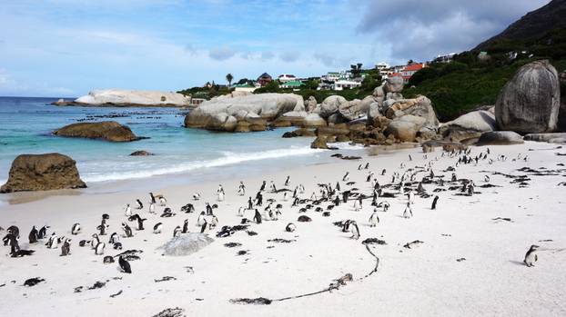 Penguin Colony - Boulders Beach, Cape Town, South Africa
