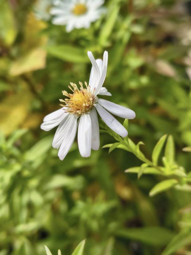FOTO Zoran je na krovu zgrade u Zagrebu napravio zelenu oazu: 'Tu sadimo biljke, družimo se...'