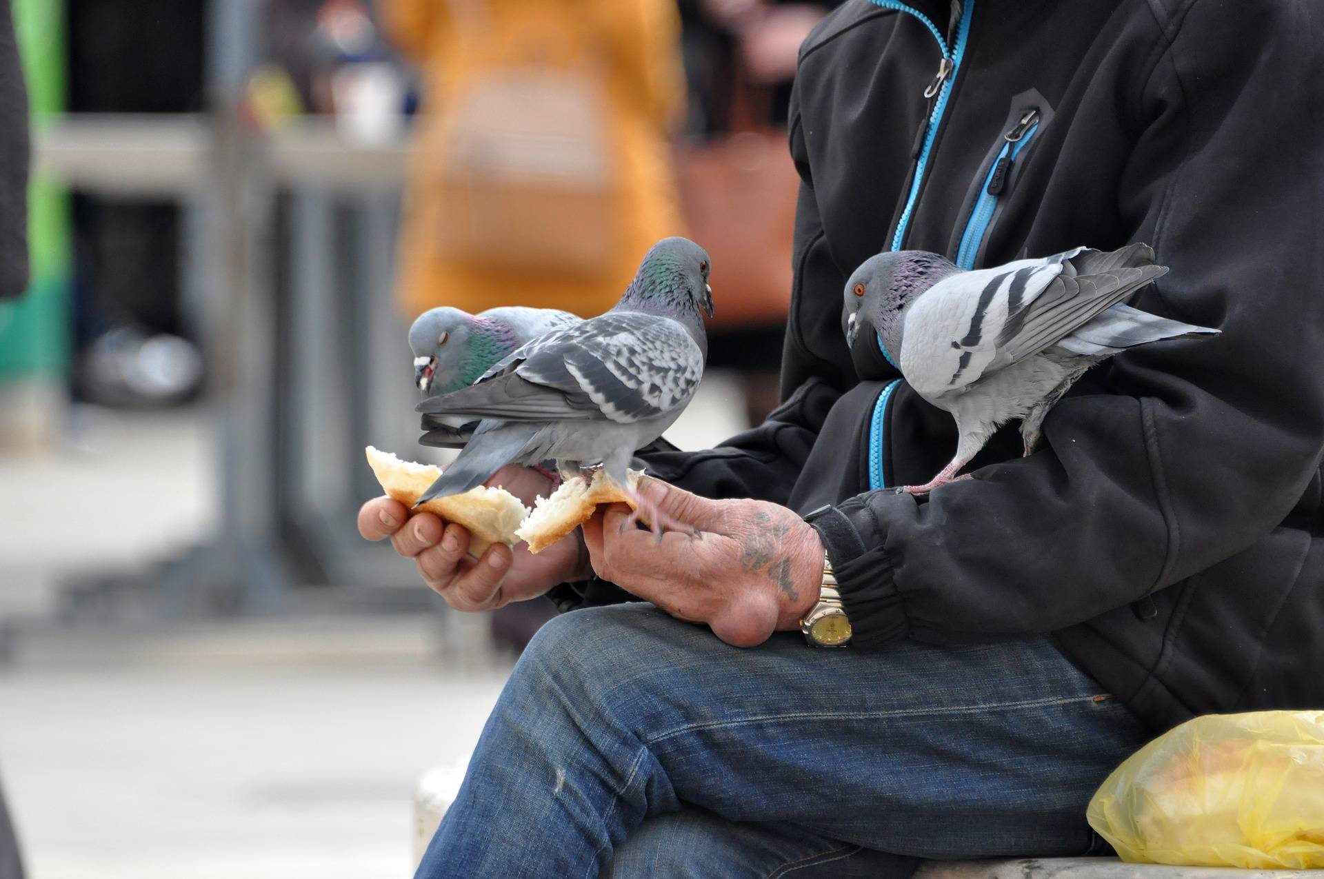 Pula: U centru grada golubovi su od prolaznika 'dobili ručak'