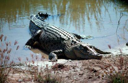 Krokodil pojeo djevojčicu (10) dok je s ocem lovila kornjače