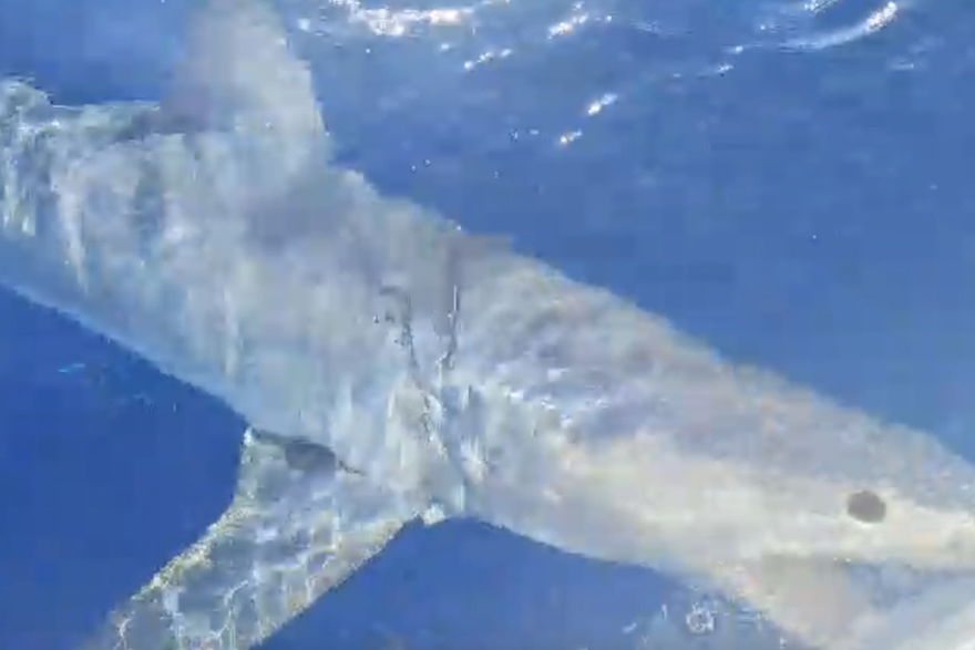 Morski pas napao tunu