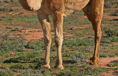 Saudijska Arabija spašava milijun australskih deva