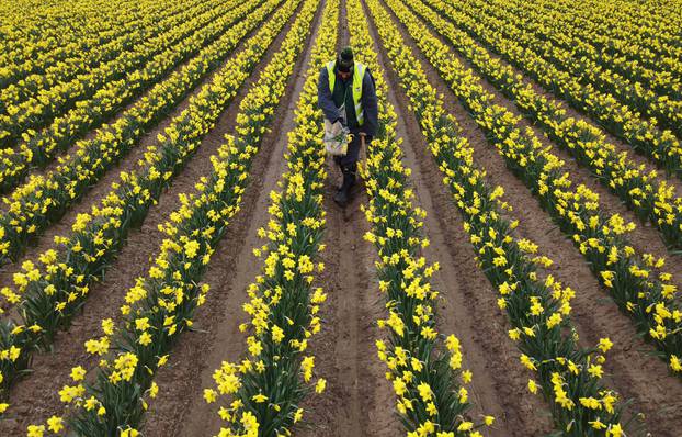 Daffodil picking at Taylor's Bulbs