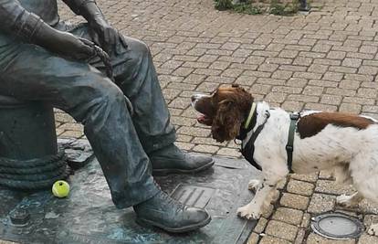 Preslatki pas lopticu uporno nosi kipu - i čeka da mu je baci