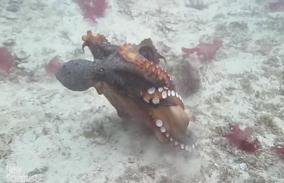 Pogledajte kako izgleda borba dvije hobotnice: Fascinantno!