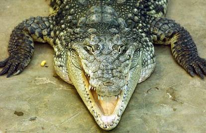 Krokodili zbog poplava dolaze u naselja i napadaju ljubimce