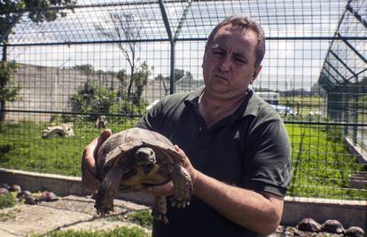 Krijumčarili kornjače od 2 mil. kn: Još se oporavljaju od šoka