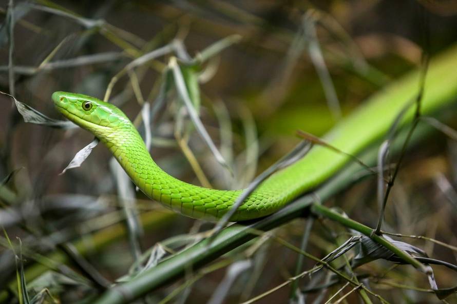 Zagreb: U centru Kaptol otvorena je izloÅ¾ba otrovnih zmija "Äudesan svijet zmija"