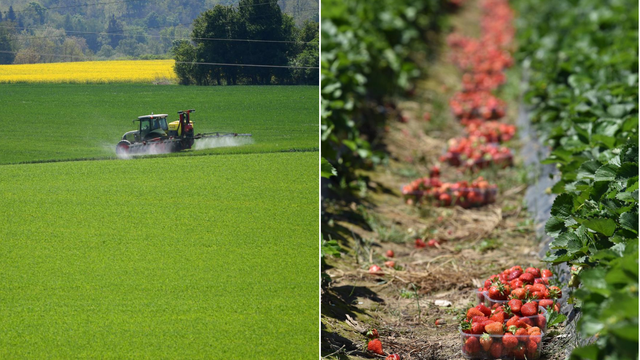 Porast tragova pesticida u voću koje se uzgaja u Europskoj uniji