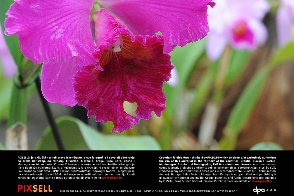 Orhideja - top savjeti za izbor i njegu kraljice među cvijećem.