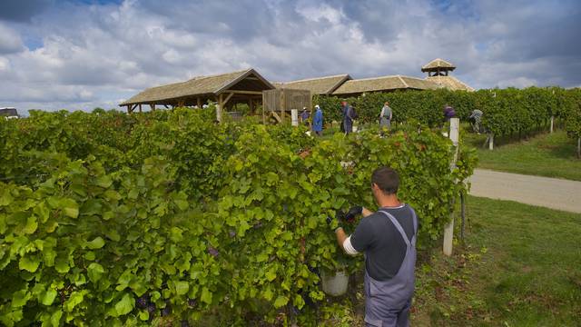Započela je berba graševine i malvazije: Beremo grožđe na gotovo 1300 hektara vinograda