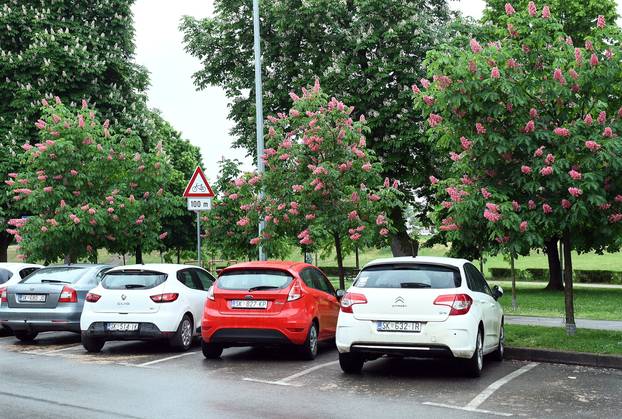 Sisak: Drvored crvenog kestena
