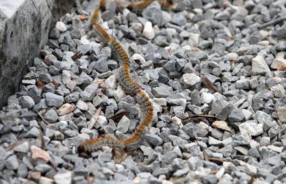 Opasne gusjenice pojavile su se diljem Hrvatske: Imaju otrovne dlačice, za pse mogu biti kobne!