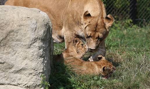 Napokon znamo spol: Lavići iz našeg ZOO-a su curica i dečko