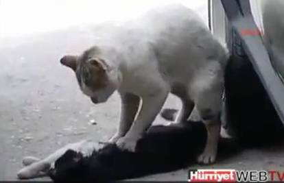 Mačka pokušavala oživjeti svoju stradalu prijateljicu
