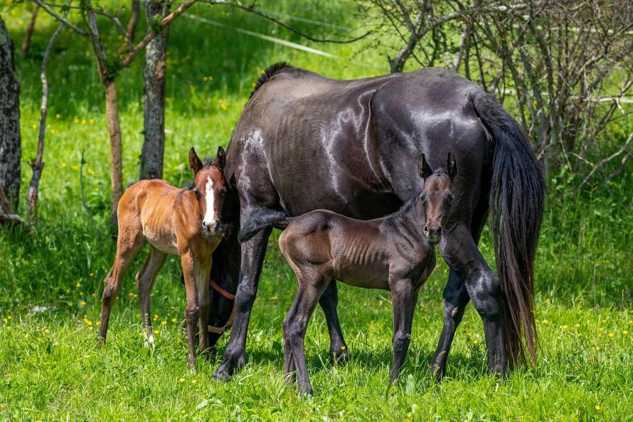 VIDEO Kobila u Istri oždrijebila je blizankinje Monu i Lizu:  'Imamo dva prekrasna čuda'