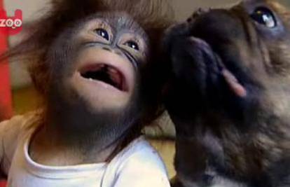 Engleska: Buldog je postao dadilja malom orangutanu