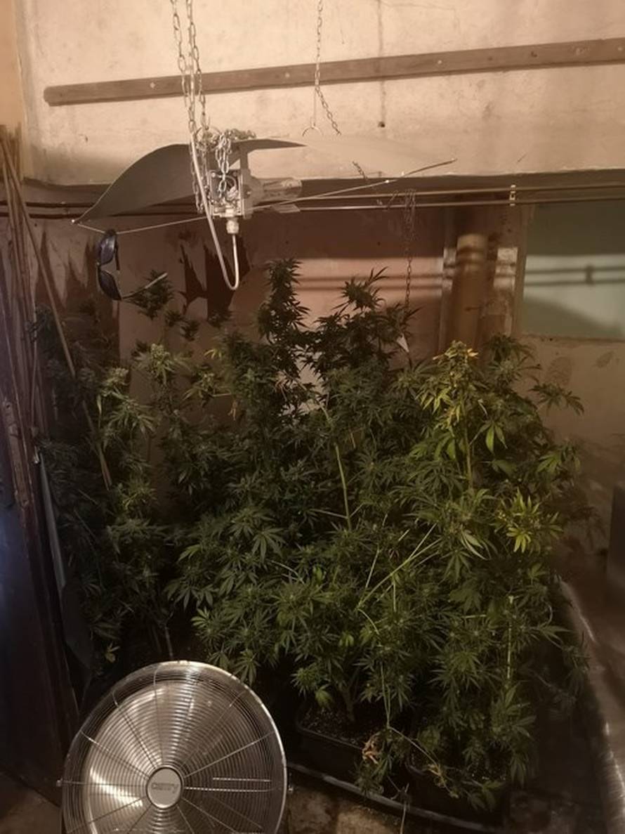 VIDEO Našli ilegalni laboratorij za uzgoj marihuane. Goričkom dileru zaplijenili 11.8 kila trave