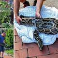 Piton mu 'čuvao' travu: Uzgajao marihuanu u stanu, a zmiju su poslali na čuvanje u Zoološki vrt