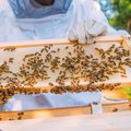 Pčelarstvo u Sloveniji našlo se na popisu UNESCO-ve svjetske baštine: Ima dugu tradiciju