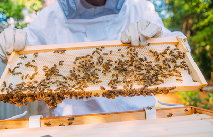 Pčelarstvo u Sloveniji našlo se na popisu UNESCO-ve svjetske baštine: Ima dugu tradiciju