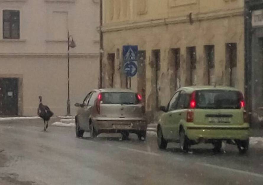 Vidi kako juri! Ptica trkačica bježala je po ulicama Petrinje