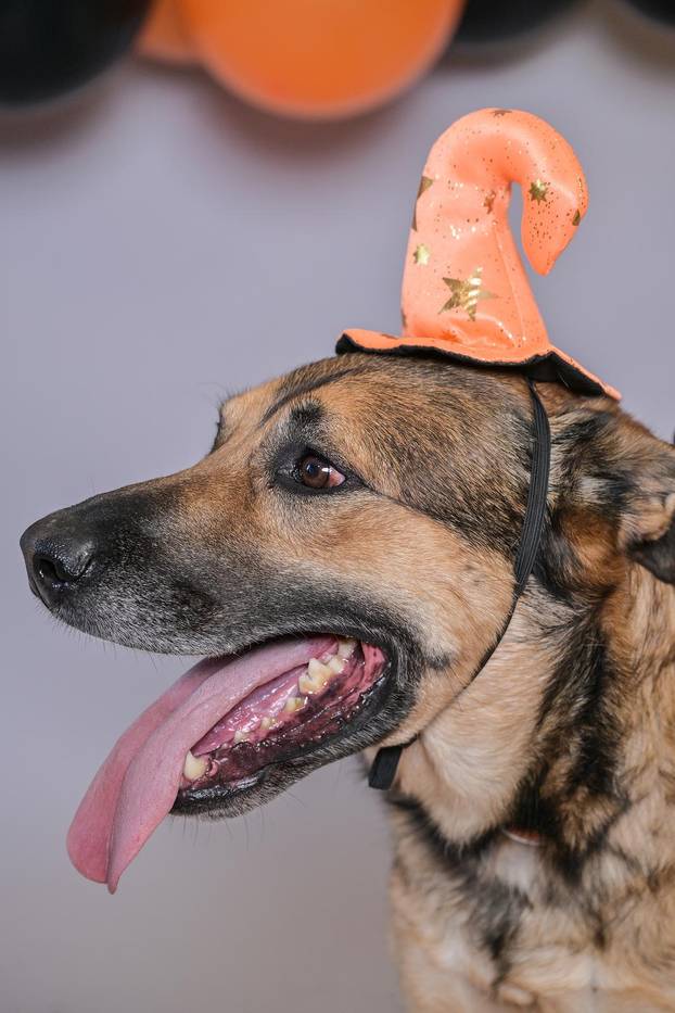 Sklonište u Dumovcu poziva na posebno jesensko udomljavanje pasa i mačaka